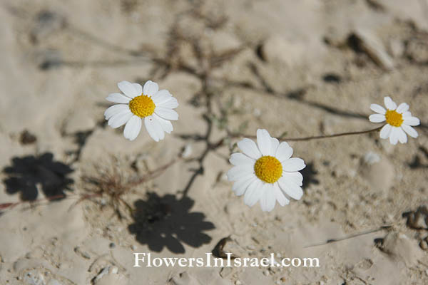Vilda Blommor i Israel