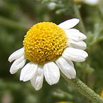 Anthemis melampodina, Flowers, Israel