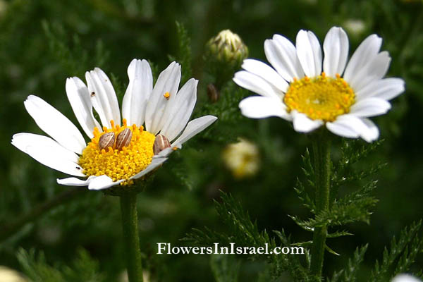 Anthemis palestina, Anthemis melanolepis,Cota palaestina, قحوان فلسطيني ,קחוון ארצישראלי