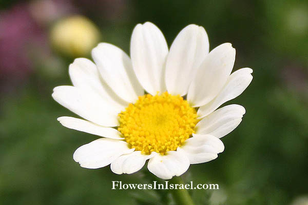 Botany, Israel, Travel, Wildflowers