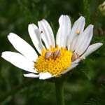 Anthemis palestina, Flowers, Israel