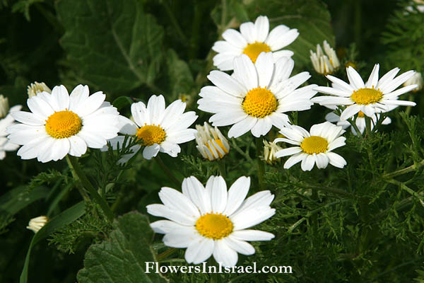 Anthemis pseudocotula, Common Chamomile, קחוון מצוי