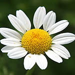 Anthemis pseudocotula, Flowers, Israel