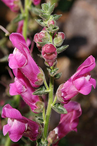 Antirrhinum majus, Common Snapdragon, לוע-ארי הגדול