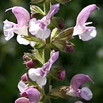 Antirrhinum majus, Israel, Pink Flowers