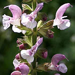 Antirrhinum majus, Flowers, Israel