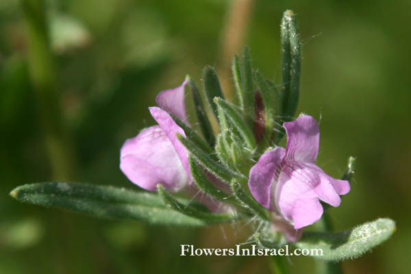 Antirrhinum orontium, Misopates orontium, Small Snapdragon, سيسام ,לוע-ארי קטן