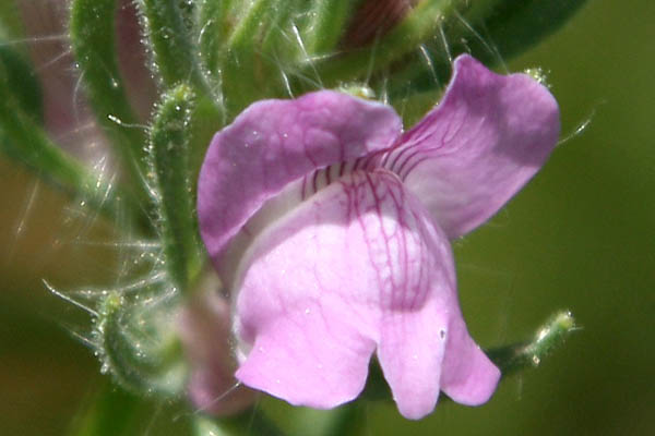 Antirrhinum orontium, Misopates orontium, Small Snapdragon, سيسام ,לוע-ארי קטן