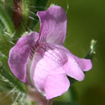 Antirrhinum orontium, Flowers, Israel