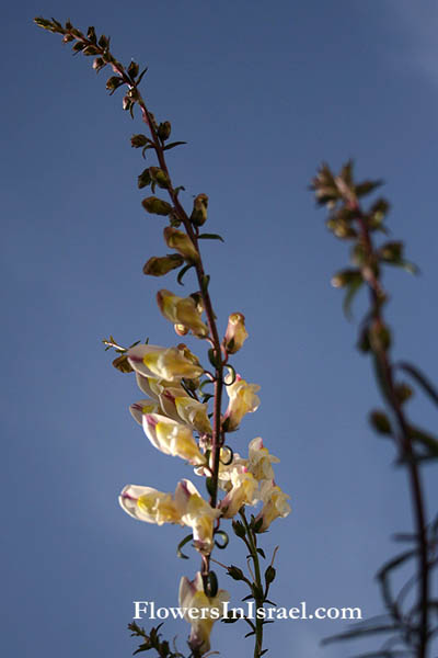 Israel, Send flowers online