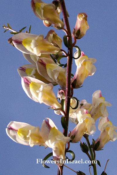 Antirrhinum siculum, Antirrhinum angustifolium , Snapdragon, לוע-ארי סיצילי, فم السمكة الصقلي