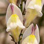 Antirrhinum siculum, Flora, Israel, wild flowers