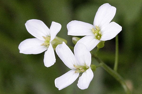 Arabis alpina, Arabis merinoi, Arabis pieninica, Alpine rock-cress, ארביס קווקזי, إربس