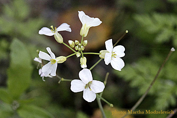 Arabis alpina, Arabis merinoi, Arabis pieninica, Alpine rock-cress, ארביס קווקזי, إربس