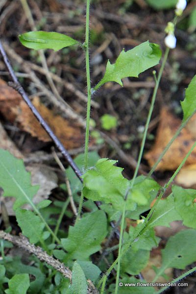 Arabis alpina, Arabis merinoi, Arabis pieninica, Alpine rock-cress, ארביס קווקזי, إربس