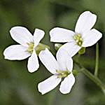 Arabis alpina, Flowers, Israel