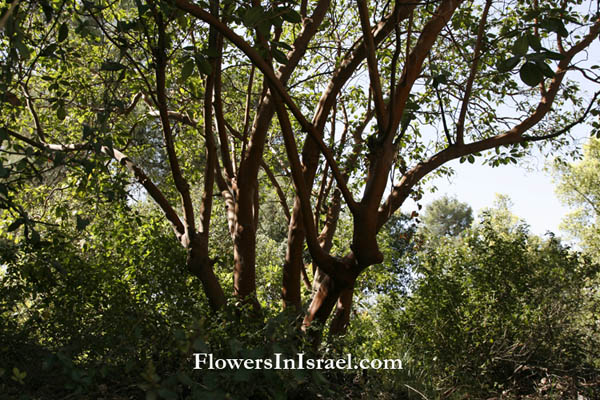 Israel, Native plants, wild flowers, Nature