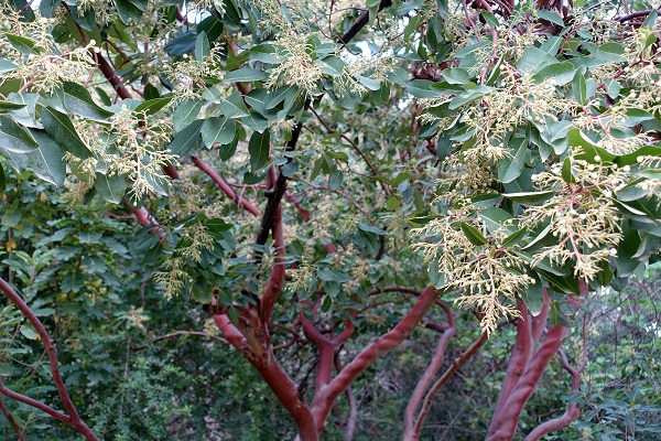 Arbutus andrachne, Eastern Strawberry tree,<br> جناء أحمر ,קטלב מצוי, Janà ahmar