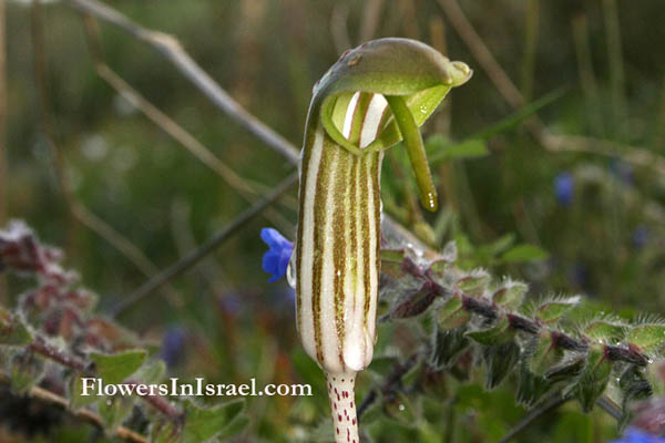 Israel, Flowers, Wildflowers, Flora