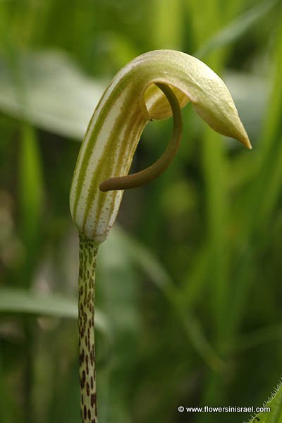 Flora of Israel online