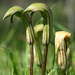 Arisarum vulgare, Flowers, Israel