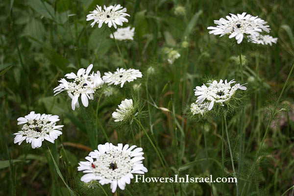 Fleurs sauvages, Wildblumen, Fiori, флоры, Flores Silvestres, زهور,