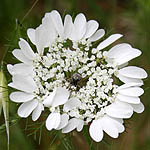 Artedia squamata, Flora, Israel, wild flowers