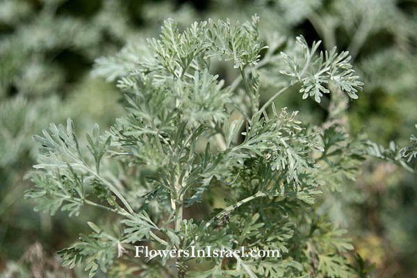 Artemisia arborescens, Tree Wormwood, לענה שיחנית, أرتميزيا