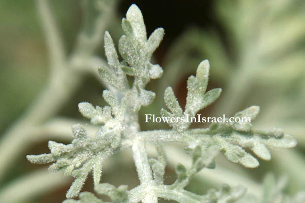 Artemisia arborescens, Tree Wormwood, לענה שיחנית, أرتميزيا