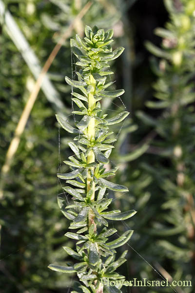 Artemisia monosperma, Artemisia deliliana, Artemisia inculta, לענה חד-זרעית