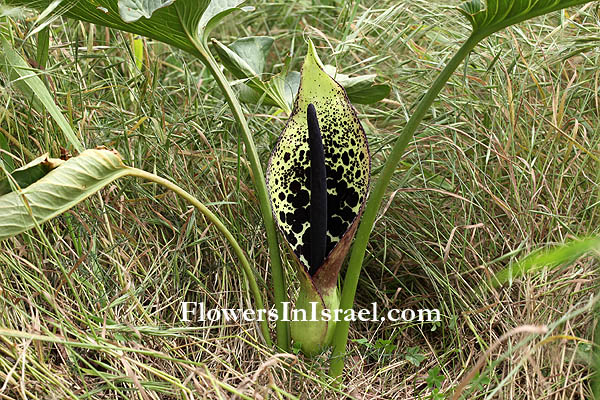 Arum dioscoridis,Spotted arum,לוף מנומר