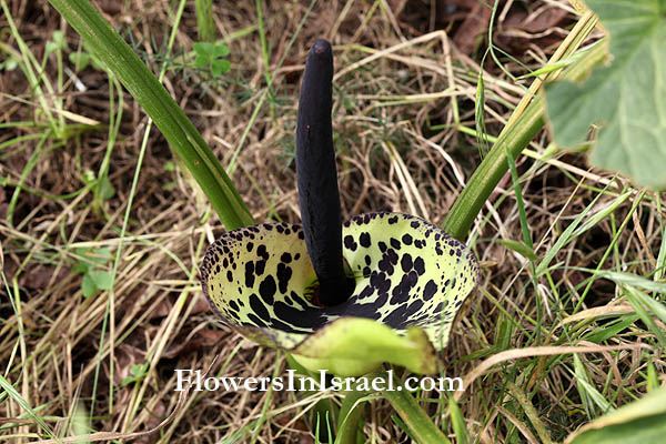 Arum dioscoridis,Spotted arum,לוף מנומר