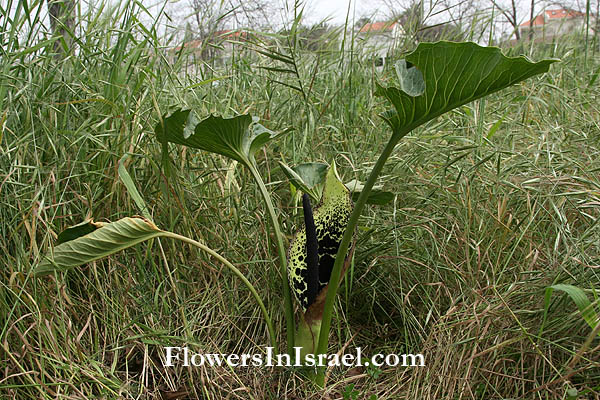Arum dioscoridis,Spotted arum,לוף מנומר,Poleg Gateway Nature Reserve, שמורת טבע פולג