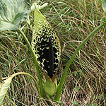 Arum dioscoridis, Israel Wildflowers, No petals No tepals