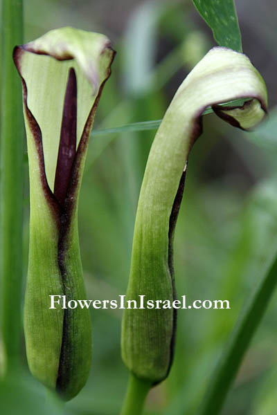  Arum hygrophilum,  Streambank Arum, לוף ירוק