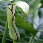 Arum hygrophilum, Israel Wildflowers, No petals No tepals