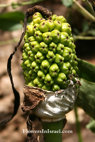 Arum palaestinum, Palestine Arum, לוף ארצישראלי, Al-Loof فوللا 