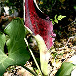 Arum palaestinum, Israel Wildflowers, No petals No tepals