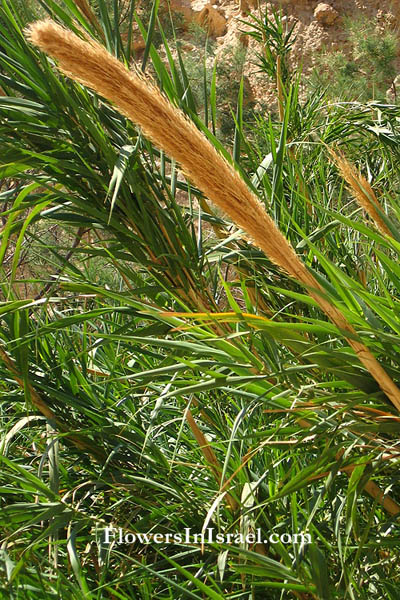 Arundo donax, Cyprus cane, ضيبا صوب Boos Abiyad, עבקנה שכיח