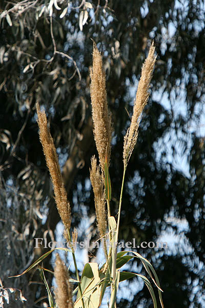 Arundo donax, Cyprus cane, ضيبا صوب Boos Abiyad, עבקנה שכיח