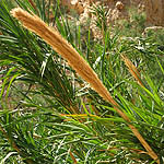 Arundo donax, Cyprus cane,<br>Hebrew: עבקנה שכיח, Arabic: ضيبا صوب 