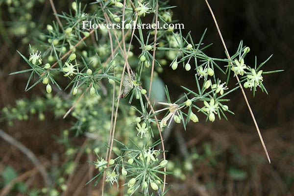 Asparagus aphyllus, Prickly Asparagus,אספרג החורש