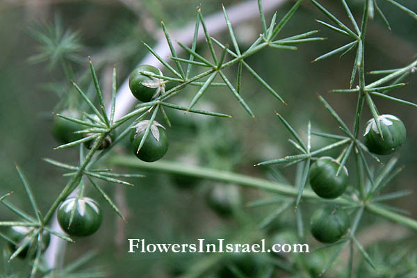 Vilda blommor i Israel