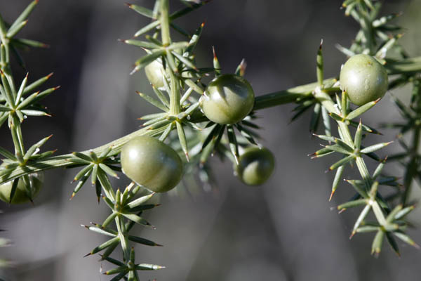 Bloemen in Israel