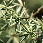 Asparagus aphyllus, Flowers, Israel