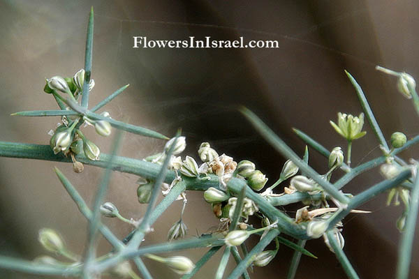 Wild Flowers, Israel, Flora, Send flowers online