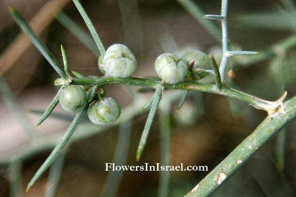 Asparagus horridus,Asparagus broussonetii, Asparagus stipularis, אספרג ארוך-עלים