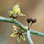 Asparagus horridus, Flowers, Israel