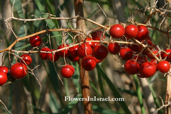 Asparagus palaestinus, Asparagus lownei, هليون فلسطيني ,אספרג ארץ-ישראלי