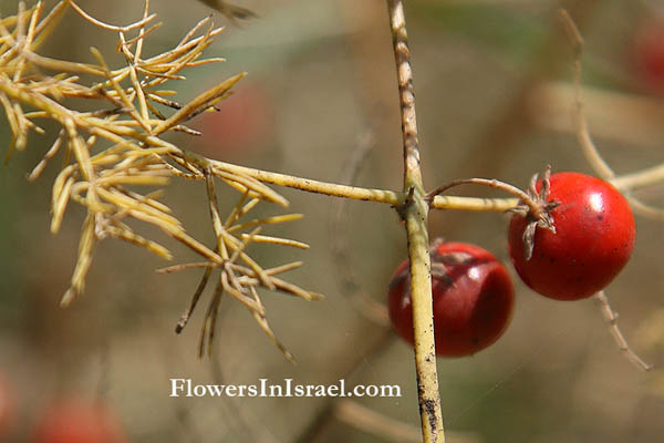 Asparagus palaestinus, אספרג ארץ-ישראלי